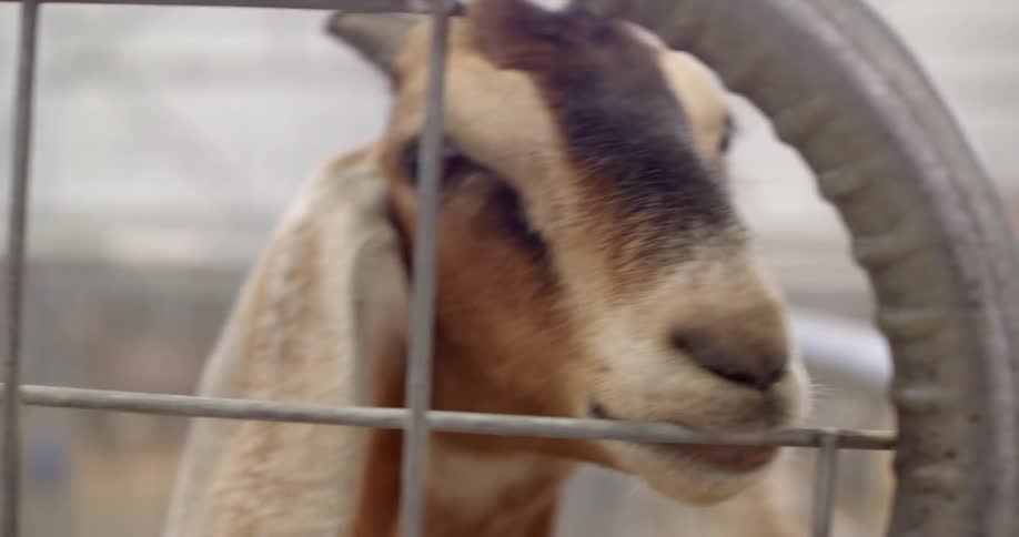 A goat is chewing on the bars of a fence
