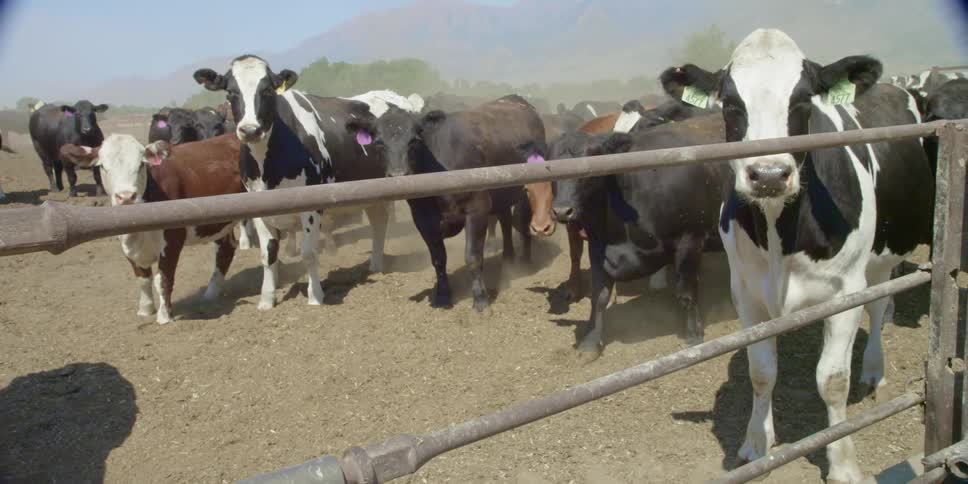 Cows are all together walking around behind this fence