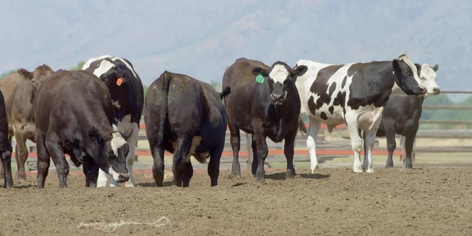 A herd of cows standing in a dirt field