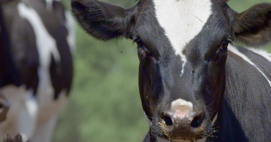 A black and white cow flicking flies with its ears as it turns its head