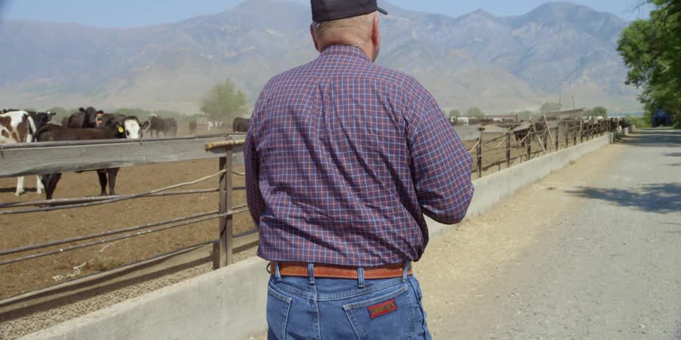 A man walks next to a fence and a herd of cows