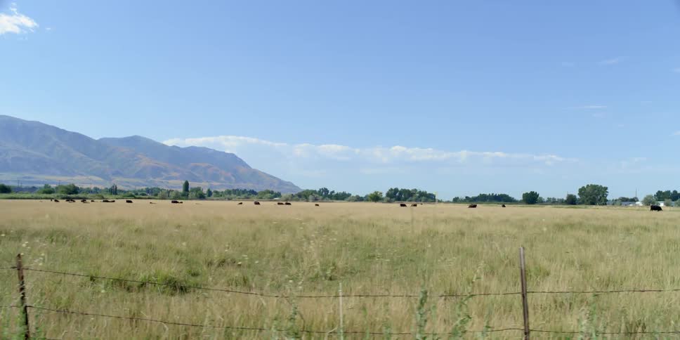 A herd of cows in a large field