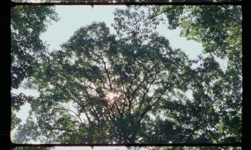 Sunlight shines through the foliage of a large tree