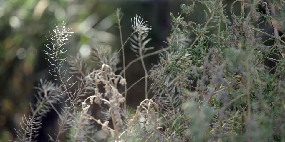 Bush branches sway slightly in the breeze