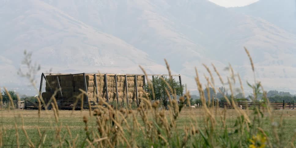 Grass stalks blow in the breeze in the foreground of a farm with a large stack of hay bales