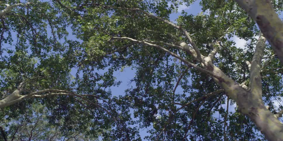 Tree branches tower overhead