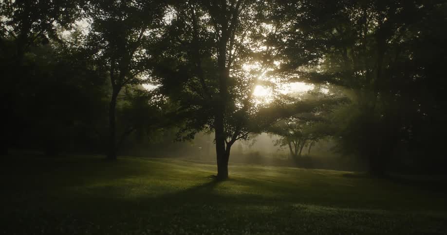 Bright sunlight shines through tall treetops in the woods