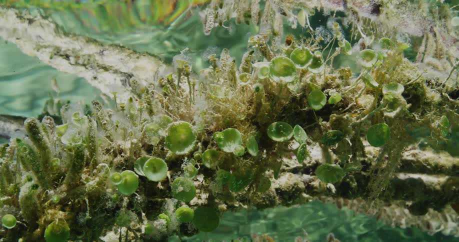 Underwater plants move as the water ripples and sunlight shines upon them