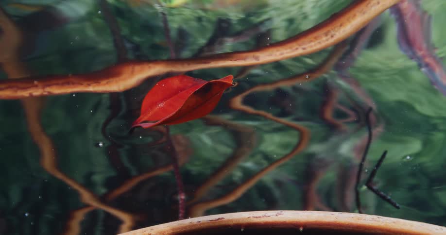 Plants can be seen in clear water as a leaf floats on the surface as the sun shines upon it