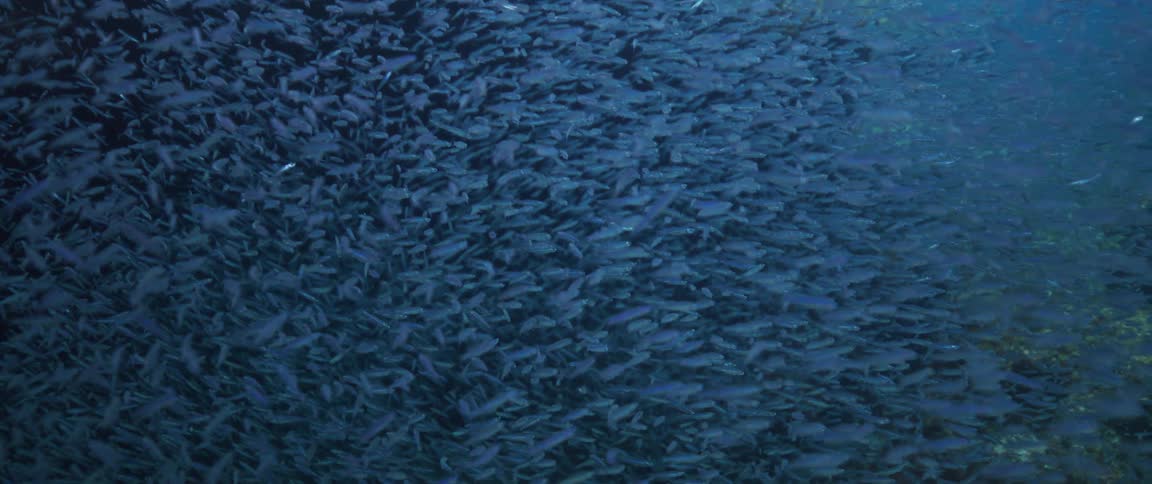 An aerial view of fish swimming in the ocean