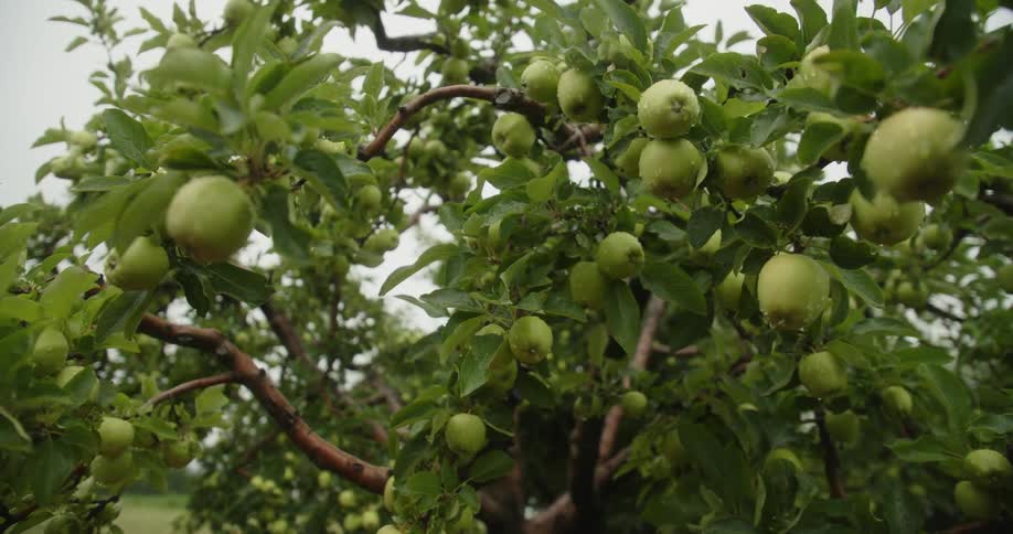 Green apples grow on a tall tree