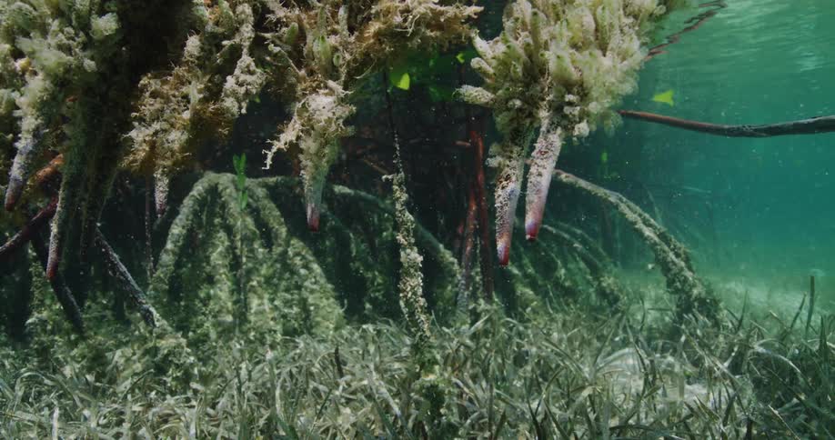 Sunlight reflects on underwater plants as the water surface above ripples and moves