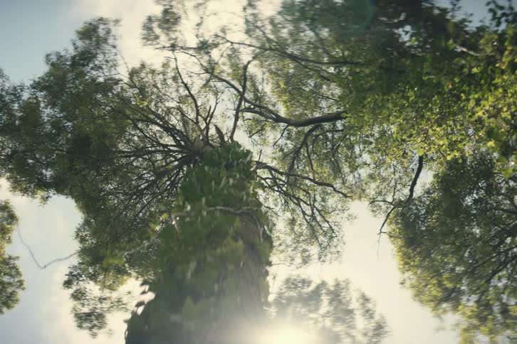 Strong winds through trees in a forest