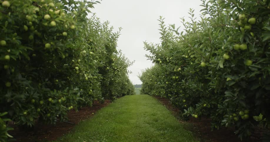 A path of grass between rows of apple trees in an orchard