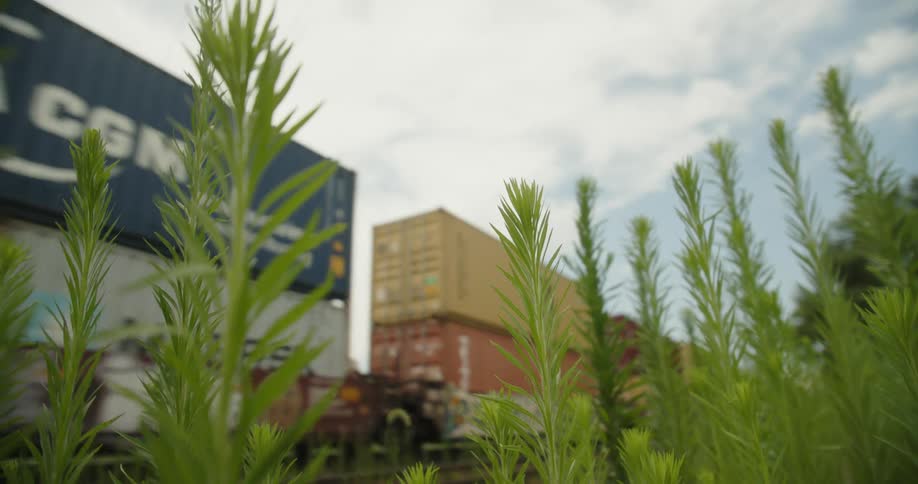 Plants move in the breeze as a train carrying shipping containers passes under a cloudy sky
