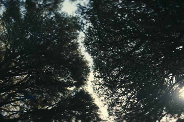 Bright sunlight peaks through tall treetops in a forest