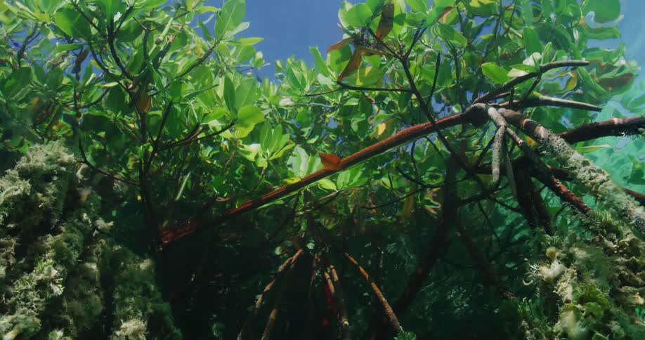 Underwater view of plants with branches and leaves above the surface and the water ripples as the sun is shining brightly upon them