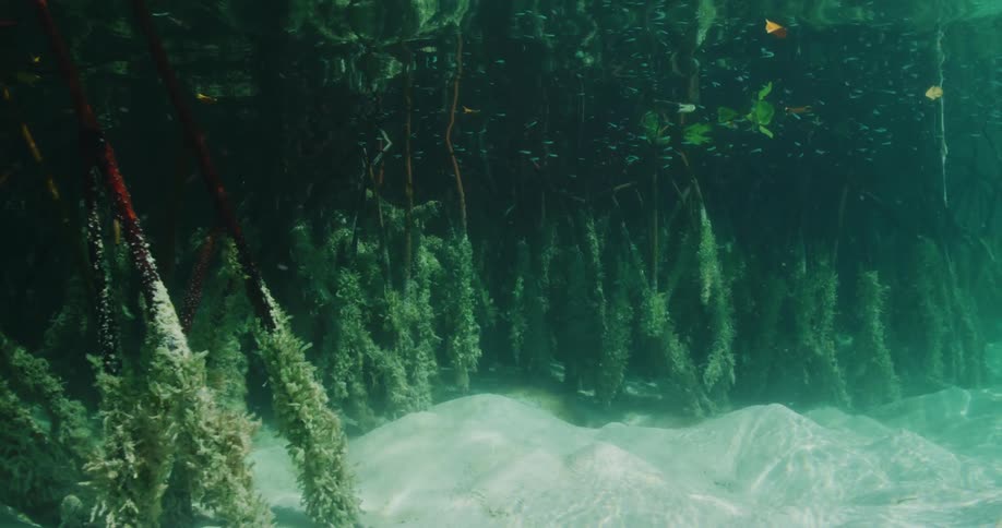 Plants sway with the waves underwater