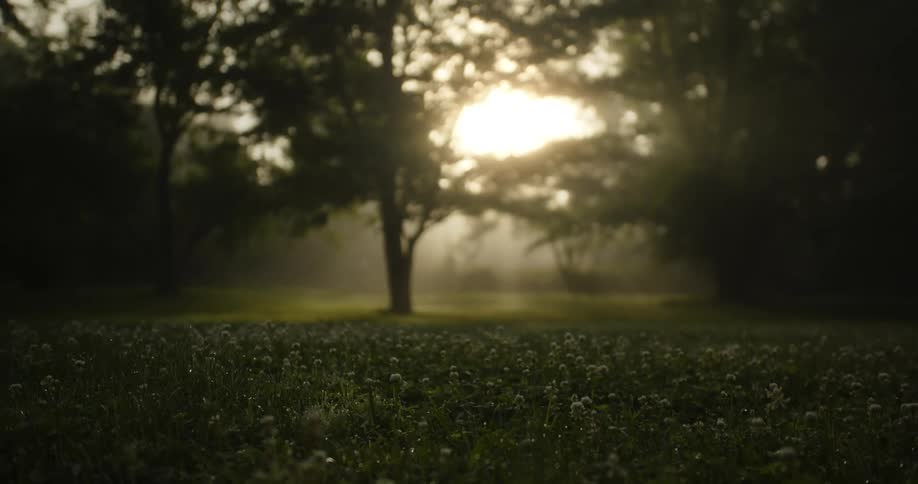 A foggy haze blurs the trees as the sun comes up