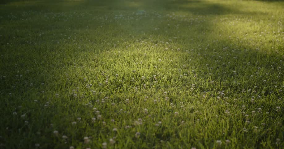 Shadows move across field of grass with small flowers