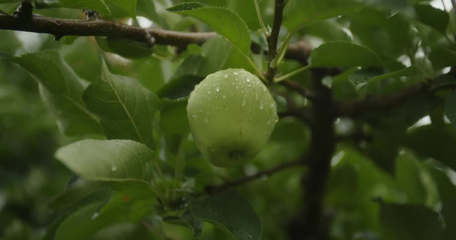 A green apple with rain drops beading growing on a lush tree branch