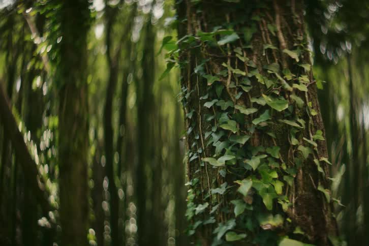 Vines are growing on a tree trunk in the woods and the sun is shining on the leaves as they move in the breeze