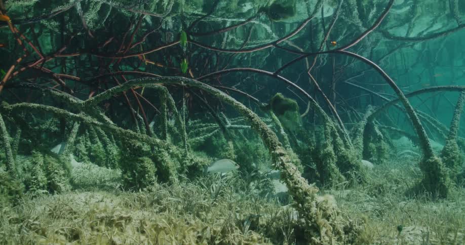 Fish swim through plants near bottom as water bobs near surface