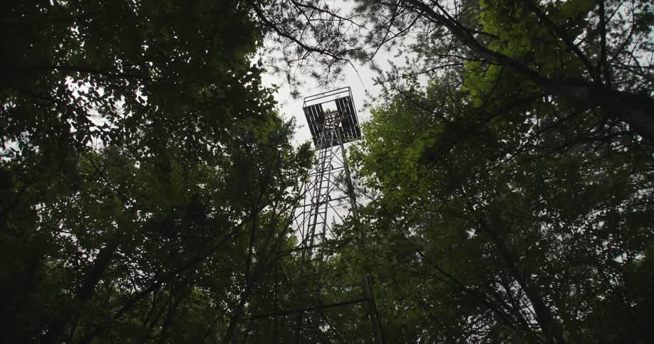A platform is in the woods