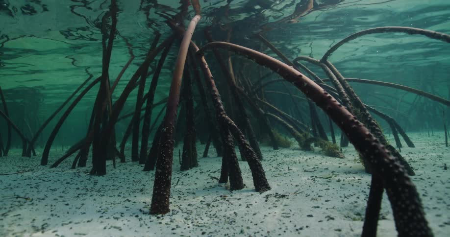 Branches are underneath the water