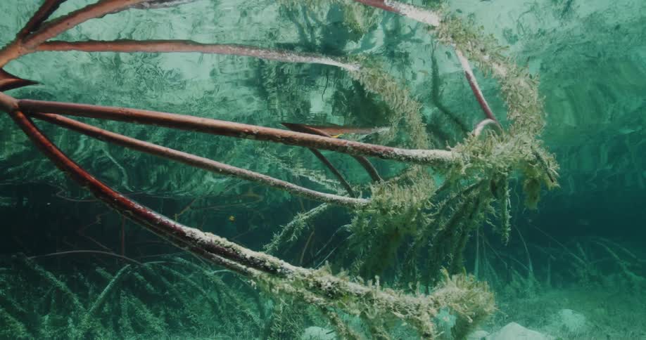 Plants are shown underwater with waves rippling above