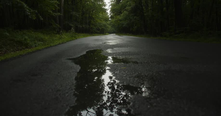 Trees reflect in a puddle on a road