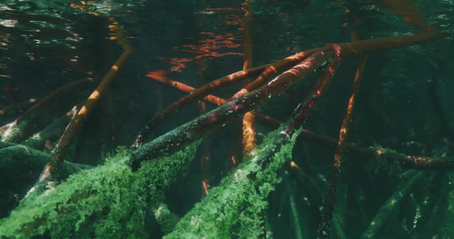 Sunlight reflects on underwater plants as the water surface above ripples and moves