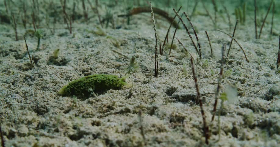 Sea life moves on the sand underwater