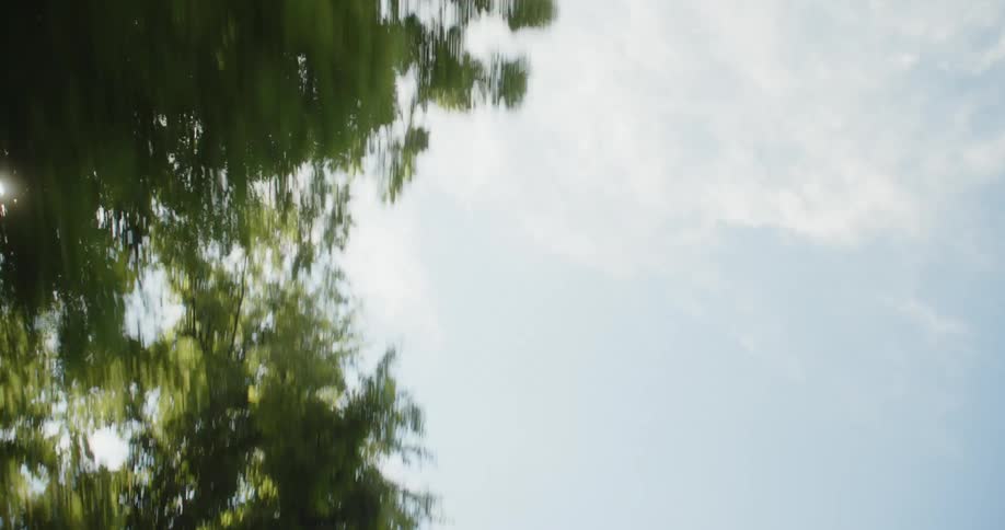 The tops of trees in a forest