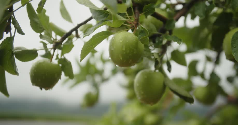 The apples are hanging from the tree