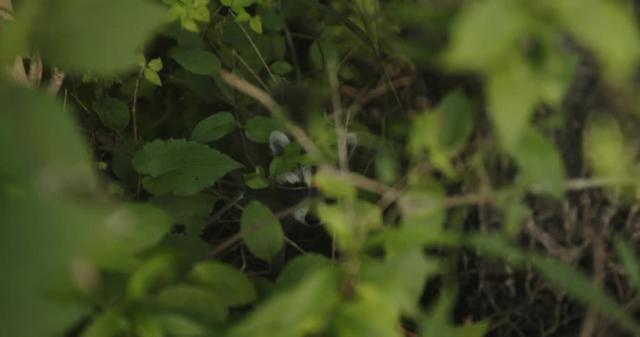 There is an animal that is in the middle of the forest in the day time