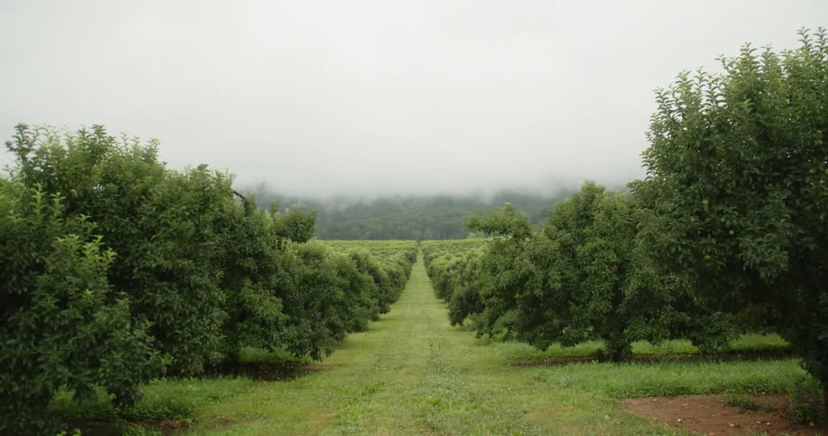 The view is of the forest area in the middle of the day time