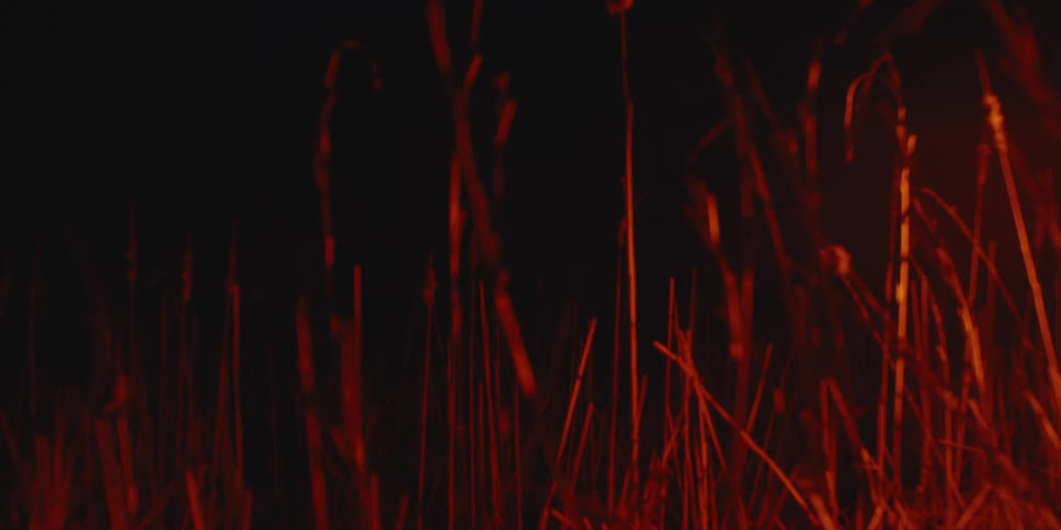Light shines on the grass at night