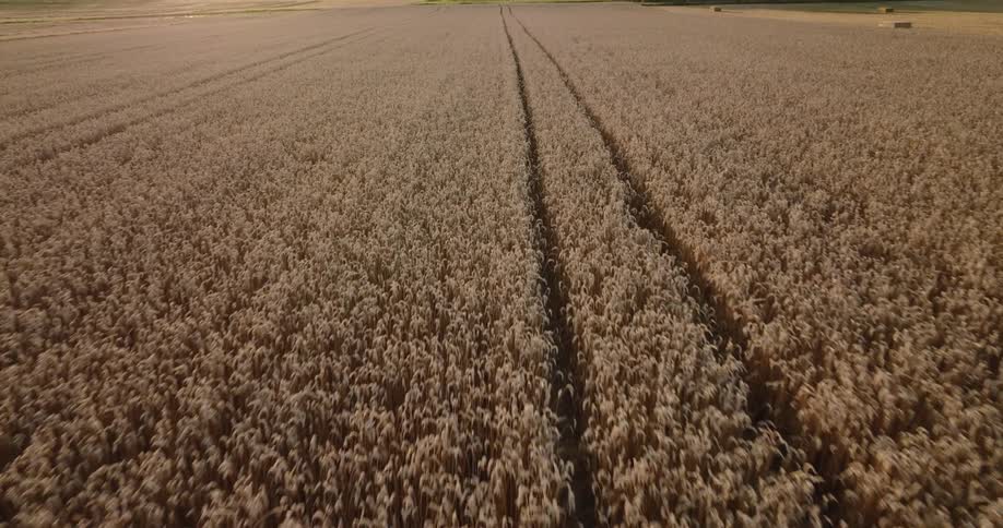 The sun shines upon rows of crops on a farm