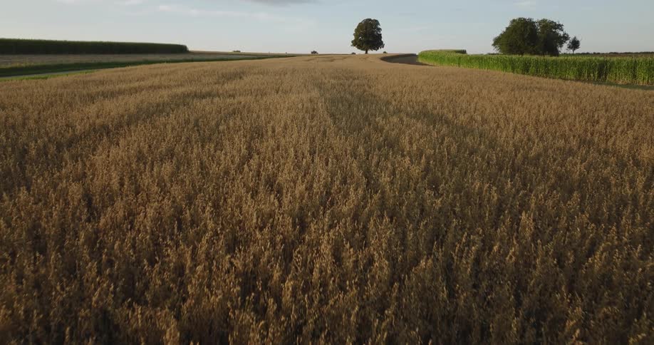 Farm fields and crops ready for harvest