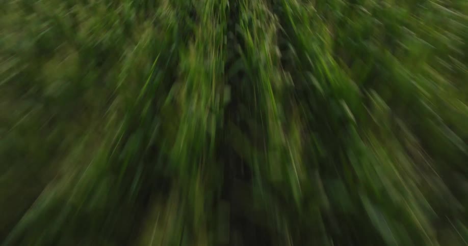 Plants growing in a field
