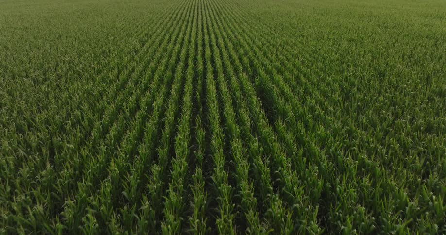 Plants growing on a farm