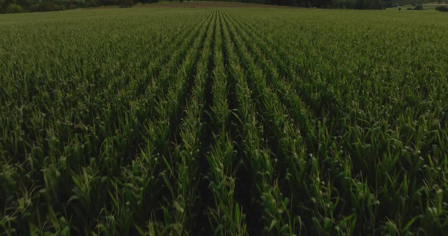 Plants growing in a field
