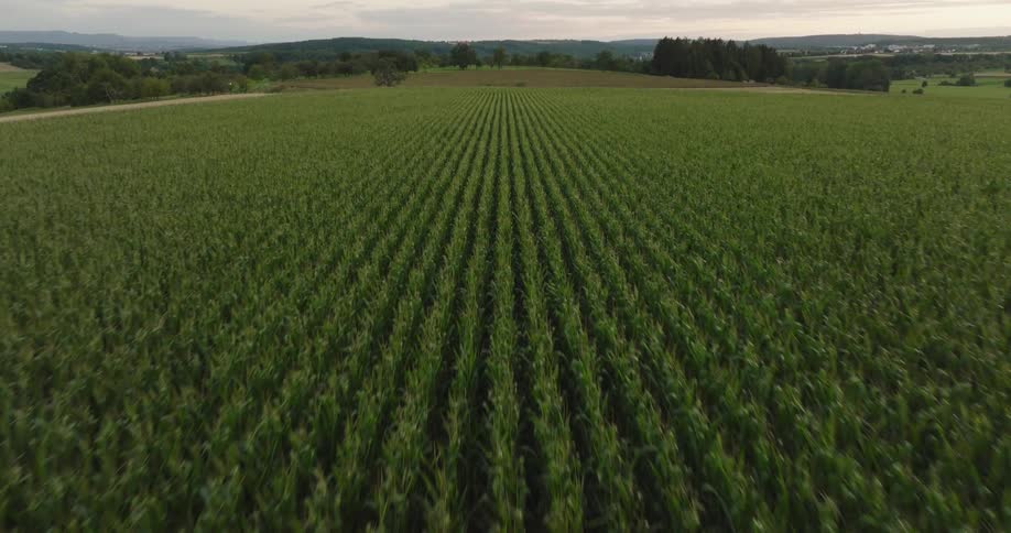 A field with rows of crops on a farm with mountains in the distance as an automobile travels on the road