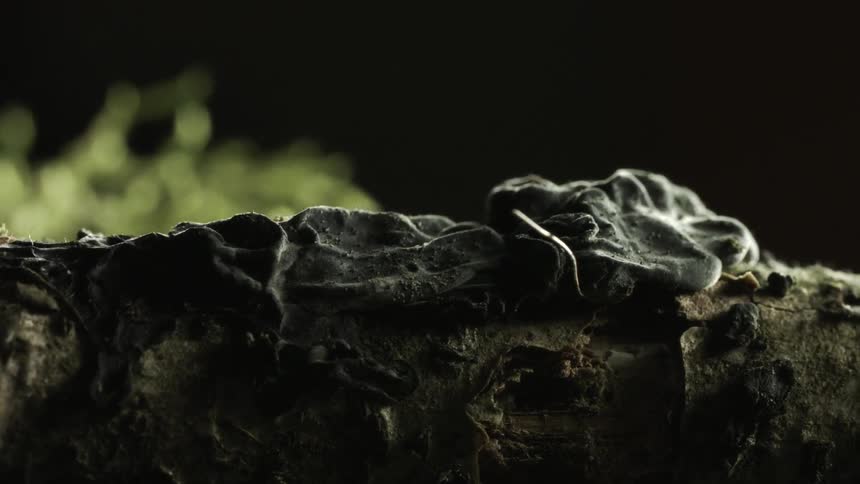 A log is laying in grass covered with debris