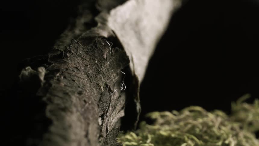 A tree branch with a hair on it