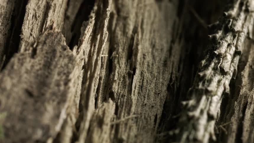 A rotted tree has cuts and broken areas all over