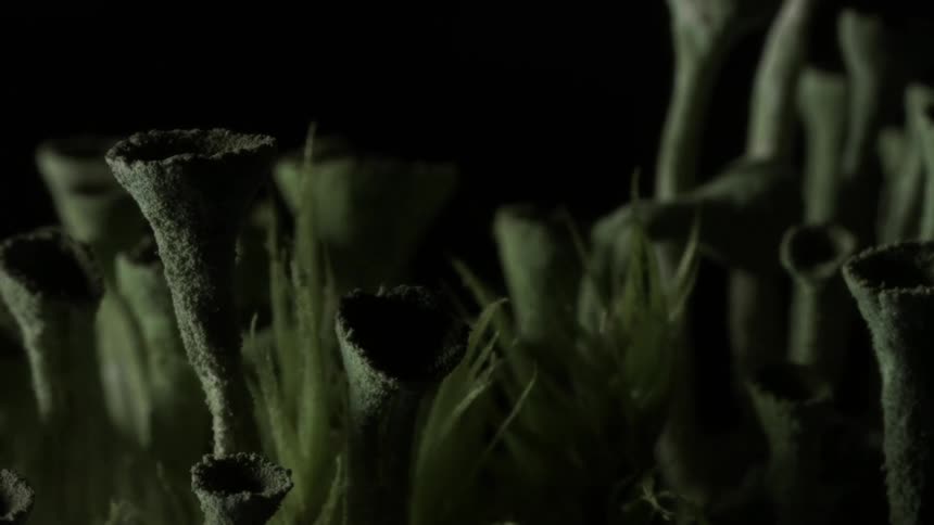 Lights briefly flash on green plants in the dark
