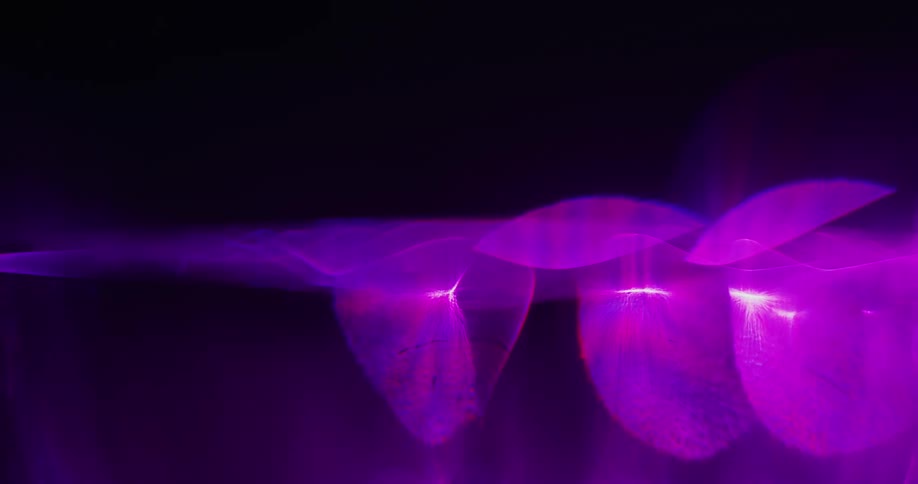 Waves of magenta orbs of light moving over a black background