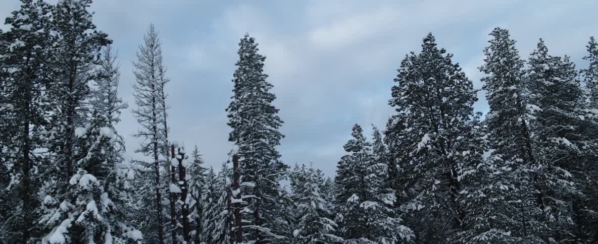 Snow covered trees line the side of the road under a cloudy sky